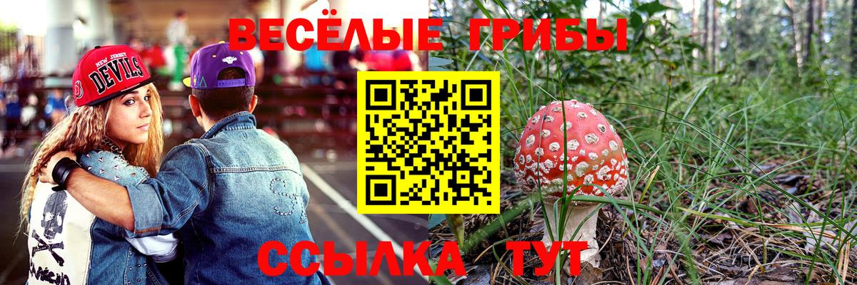 Аша  Псилоцибиновые грибы GOLDEN TEACHER  Вход с VPN  Галлюциногенные грибы GOLDEN TEACHER 